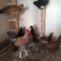 مرغ و خروس محلی اصل