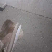 کبوترفروشی|پرنده|خاش, |دیوار