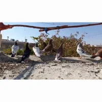 فروش تعدادی کبوتر|پرنده|خرم بید, |دیوار