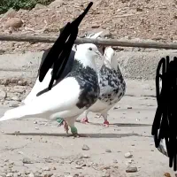 کبوتر طوقی