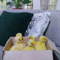 جوجه قوغاز
