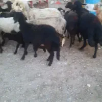 میش