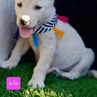 سگ آلابای اصیل|سگ|تهران, پامنار|دیوار