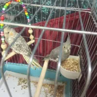 سه تا جوجه عروس هلندی دون خور|پرنده|پاکدشت, پاکدشت (مامازند)|دیوار