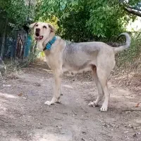 سگ ماده پژدر