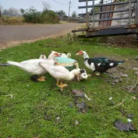 قو غاز اصل افریقایی واردک اسرائیلی وروغنهای زیبایی|حیوانات مزرعه|اسالم, |دیوار