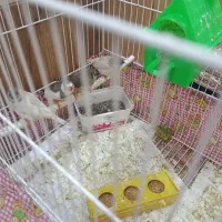 فنچ|پرنده|خوی, |دیوار