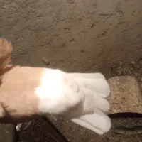 زرد دم سفیدماده|پرنده|دوگنبدان, |دیوار