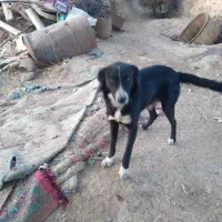 سگ ماده سرابی وتوله|سگ|گل تپه, |دیوار