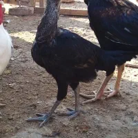 مرغ و خروس لاری|حیوانات مزرعه|قزوین, |دیوار