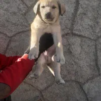 توله غراقی ر ایگان|سگ|تبریز, |دیوار