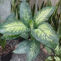 فروش ویژه کرواتی ابلق بصورت ریشه لخت وگلدانی|عمده‌فروشی|بهشهر, |دیوار