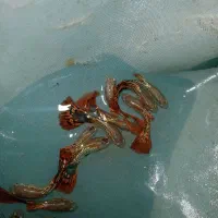 فروش عمده و خرده ماهی آکواریومی|ماهی|قائم‌شهر, |دیوار