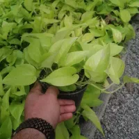 تولیدی گل و گیاه آپارتمانی اَپتوس نقد و اقساط|گل و گیاه طبیعی|مشهد, توس (بلوار توس)|دیوار