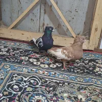 کبوتر|پرنده|مرودشت, بیست متری بیمارستان|دیوار