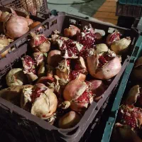 خریدار انار ربی هر چند کیلو که باشه