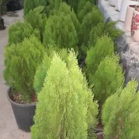 فروش سرو های توپی وخمره ای
