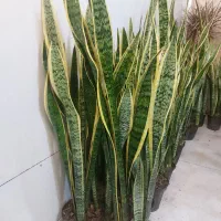 گل آپارتمانی