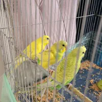 مرغ عشق جوان|پرنده|تهران, مینای شمالی (مخبر)|دیوار