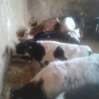 گوساله نر سمنتال میانداب|حیوانات مزرعه|رامند, |دیوار