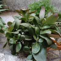 گل های آپارتمانی بسیار زیبا|گل و گیاه طبیعی|محمدیه-قزوین, |دیوار