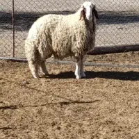 قوچ ورن گوسفند