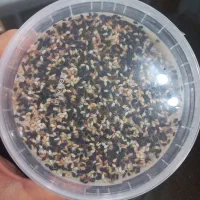 معجون ارده، عسل، شیره توت تبریز درجه یک|خوردنی و آشامیدنی|رشت, پیرکلاچای|دیوار