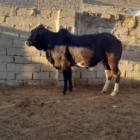 گاو|حیوانات مزرعه|زابل, |دیوار