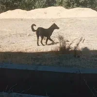 توله سگ پنج ماهه|سگ|زنجان, |دیوار