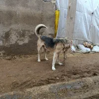 سگ گله ای زرنگ|سگ|ایجرود, |دیوار