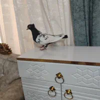 دوتا کلع دم و نیم تنه نر