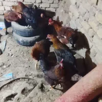 فریک تخمگذار