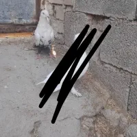 دم شلواری سیاه|پرنده|بهبهان, |دیوار