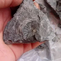 فسیل سنگ|کلکسیون و سرگرمی|خرم‌آباد, |دیوار