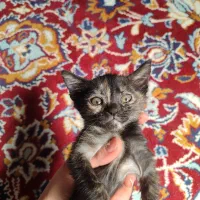 توله گربه اسکاتیش|گربه|بوشهر, |دیوار