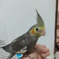 چهار تا عروس هلندی|پرنده|رشت, بازار|دیوار