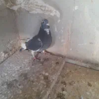 سلام یه کبوتر پلاکی