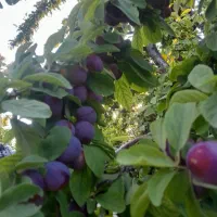 درختی|خوردنی و آشامیدنی|دامغان, |دیوار