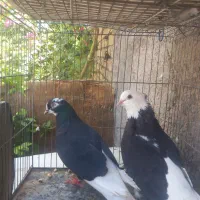 سلام یه‌ک سبزنر ماده ۶۵۰