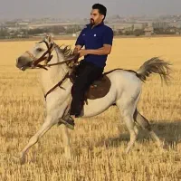 اسب کرد ۵ساله سواری..|اسب و تجهیزات اسبسواری|اراک, |دیوار