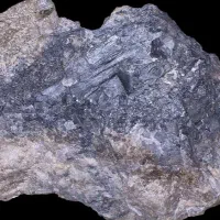 گردنی نقره
