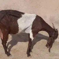 دو بز دو بیگ|حیوانات مزرعه|شوشتر, |دیوار