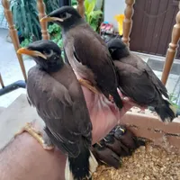 جوجه مرغ مینا رام و دستی مناسب برای سخنگو کردن|پرنده|قائم‌شهر, |دیوار