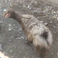 گوسفند|حیوانات مزرعه|تاتار علیا, |دیوار