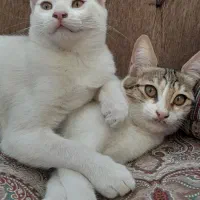 واگذاری سرپرستی گربه|گربه|اردبیل, |دیوار