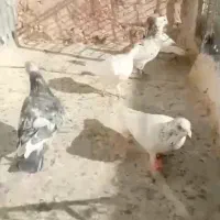 کفتر گرفتنی