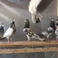 تیدی پیور|پرنده|بندرعباس, |دیوار