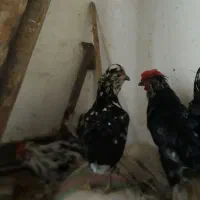 مرغ های گلچین شده در نورآباد ممسنی|حیوانات مزرعه|رستم, |دیوار