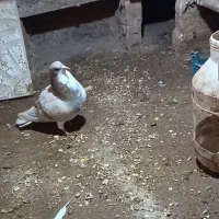 کفتر|پرنده|اسفراین, |دیوار