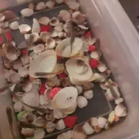 ماهی اکوریمی گوپی